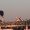 20_45-mast.jpg