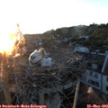 20_55-nest.jpg