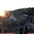 21_00-nest.jpg