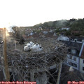 21_05-nest.jpg
