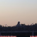 05_40-mast.jpg