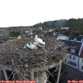 05_40-nest.jpg
