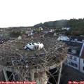 05_45-nest.jpg
