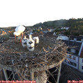 05_50-nest.jpg