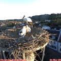 05_55-nest.jpg