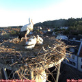 06_00-nest.jpg
