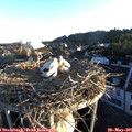 06_05-nest.jpg