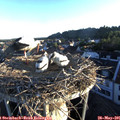 06_10-nest.jpg