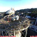 06_15-nest.jpg