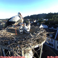 06_20-nest.jpg