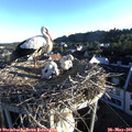 06_30-nest.jpg