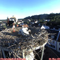 06_35-nest.jpg
