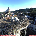 06_40-nest.jpg