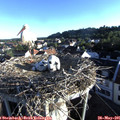 06_50-nest.jpg