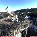 06_55-nest.jpg