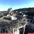 07_00-nest.jpg