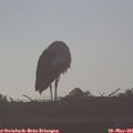 07_05-mast.jpg