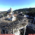 07_10-nest.jpg