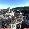 07_15-nest.jpg