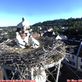 07_20-nest.jpg