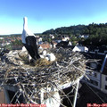 07_40-nest.jpg