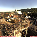 07_50-nest.jpg