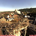 07_55-nest.jpg