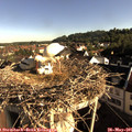 08_05-nest.jpg