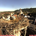 08_10-nest.jpg