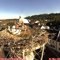 08_15-nest.jpg