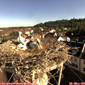 08_20-nest.jpg