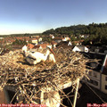 08_35-nest.jpg