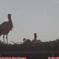 08_40-mast.jpg