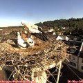 08_45-nest.jpg