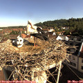 08_50-nest.jpg
