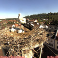 09_00-nest.jpg