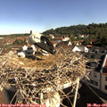 09_10-nest.jpg