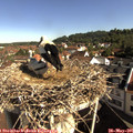 09_15-nest.jpg