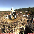 09_25-nest.jpg
