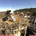 09_30-nest.jpg