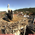 09_35-nest.jpg