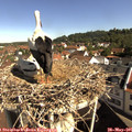 09_40-nest.jpg