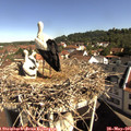 09_45-nest.jpg