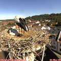 09_50-nest.jpg