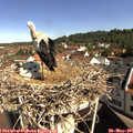 09_55-nest.jpg