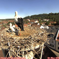 10_00-nest.jpg