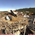 10_05-nest.jpg