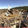 10_10-nest.jpg