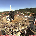 10_15-nest.jpg