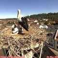 10_20-nest.jpg